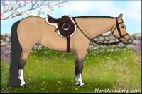 Horse Color:Bay Dun