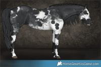 Horse Color:White Spotted Black Tobiano 