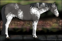 Horse Color:White Spotted Black Sabino