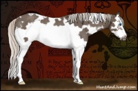 Horse Color:White Spotted Silver Black Splash Frame Rabicano