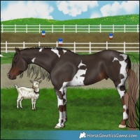 Horse Color:Liver Chestnut Tobiano 
