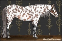 Horse Color:Bay Roan Frame Appaloosa