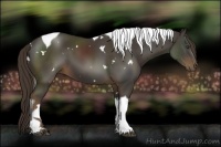 Horse Color:White Spotted Liver Chestnut Tobiano 