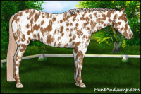 Horse Color:Palomino Near Leopard  and Gray Palomino Near Leopard 