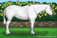 Horse Color:Gray Chestnut 