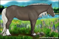 Horse Color:Liver Chestnut Sabino