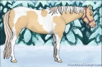 Horse Color:Silver Amber Champagne Dun Tobiano 