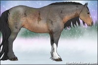 Horse Color:Buckskin Ice 