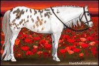 Horse Color:Buckskin Blanket 