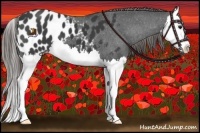 Horse Color:Smoky Black Splash Appaloosa