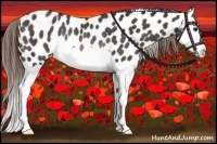 Horse Color:Buckskin Splash Appaloosa Rabicano 