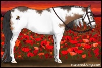 Horse Color:Buckskin Splash Frame 