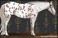 Horse Color:Red Roan Frame Appaloosa 
