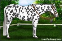 Horse Color:Blue Roan Near Leopard 
