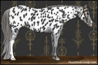 Horse Color:Black Near Leopard 