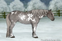 Horse Color:White Spotted Silver Black 