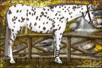 Horse Color:Liver Chestnut Near Leopard 