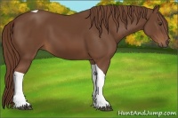 Horse Color:Chestnut Tobiano