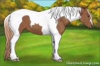 Horse Color:Chestnut Tobiano