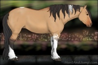 Horse Color:Bay Dun Tobiano
