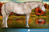 Horse Color:White Spotted Buckskin Roan Pearl  and White Spotted Chocolate Palomino Pearl 