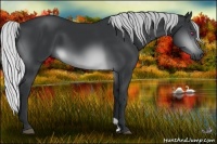 Horse Color:Silver Brown Chinchilla