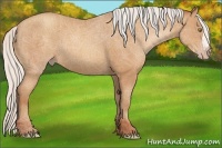 Horse Color:Silver Amber Champagne