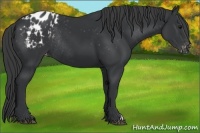 Horse Color:Black Appaloosa Rabicano 