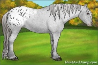 Horse Color:Black Appaloosa Rabicano 