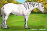 Horse Color:Brown Appaloosa