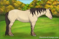 Horse Color:Amber Champagne Roan Dun 