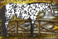Horse Color:Black Near Leopard 
