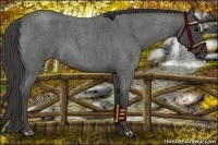 Horse Color:Smoky Blue Roan 