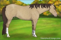 Horse Color:Classic Champagne Dun 