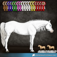 Horse Color:Liver Red Dun Pearl Mushroom Splash Frame Appaloosa Brindle 