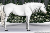 Horse Color:Perlino Appaloosa  and Perlino Tobiano Appaloosa 