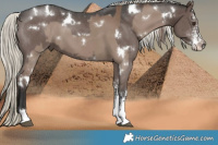 Horse Color:White Spotted Liver Red Dun Sabino  and White Spotted Liver Chestnut Mushroom Sabino 