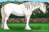 Horse Color:Chestnut Pearl Tobiano Appaloosa 
