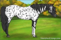 Horse Color:Black Appaloosa
