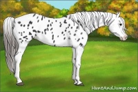 Horse Color:Black Appaloosa 