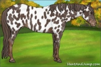Horse Color:Liver Red Roan Near Leopard Rabicano 