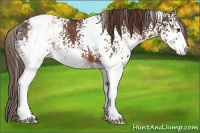 Horse Color:White Spotted Liver Chestnut Sabino Appaloosa 