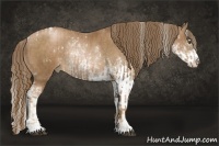 Horse Color:White Spotted Liver Chestnut Pearl Sabino Rabicano and Brown Pearl Sabino Rabicano