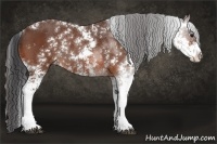 Horse Color:Bay Sabino Rabicano