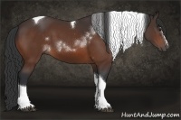 Horse Color:White Spotted Bay Tobiano Rabicano