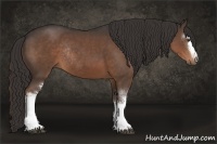 Horse Color:White Spotted Liver Chestnut Sabino Rabicano