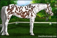 Horse Color:Bay Appaloosa 