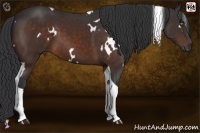 Horse Color:White Spotted Bay Tobiano 