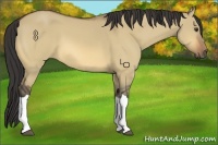 Horse Color:Buckskin Dun 