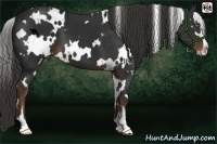 Horse Color:White Spotted Liver Chestnut Sabino 